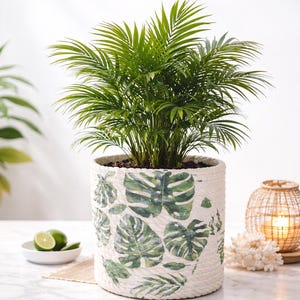 Monstera Rope Planter Basket – Tropical Indoor Planter, Boho Home Decor