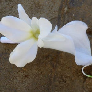 Calla-Lilie Orchideen-Boutonniere, Elfenbein, weiße Calla Boutonnier