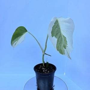 Monstera Deliciosa White Lava - Etsy