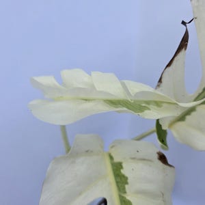 Monstera White Ghost - Etsy