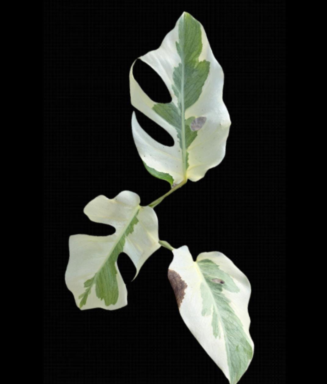 Monstera White Lava Ghost Variegated - Etsy