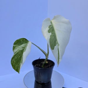 philodendron peru Philodendron aff. brandtianum 