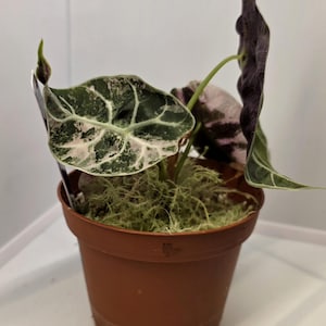 Alocasia watsoniana pink variegated - Etsy 日本