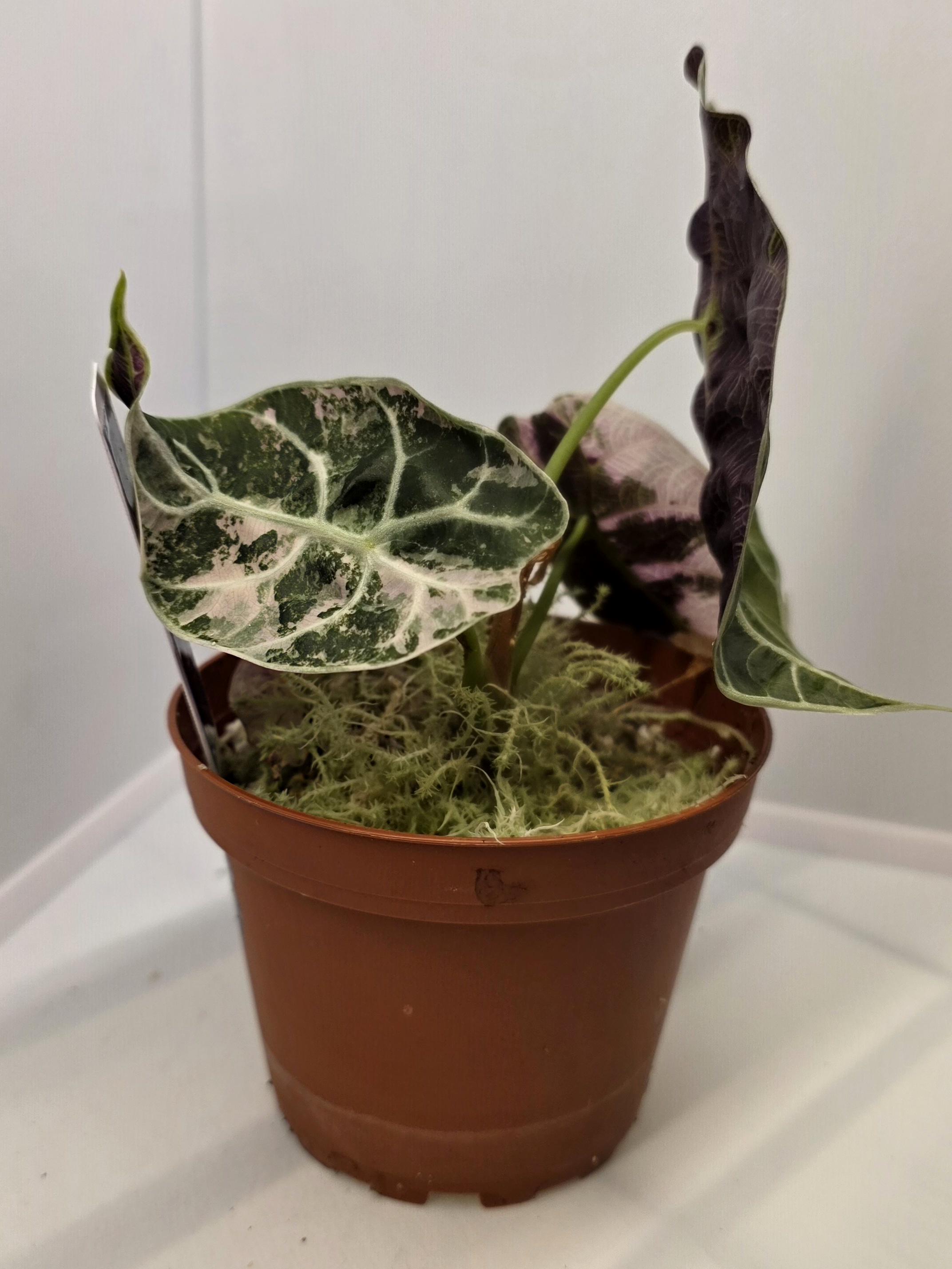 Alocasia watsoniana pink variegated - Etsy 日本