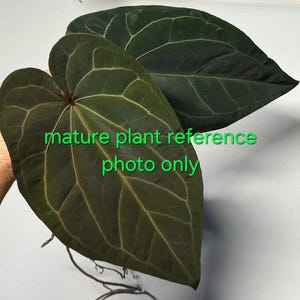 May include: Two large, heart-shaped dark green leaves with prominent, lighter-colored veins. The leaves have a smooth texture and pointed tips. The text "mature plant reference photo only" is overlaid in green across the center of the leaves.