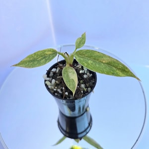 May include: A small Philodendron plant with variegated leaves in shades of light green, yellow, and cream. The plant is potted in a black plastic container filled with a soil mixture containing white perlite, showing three distinct leaves.
