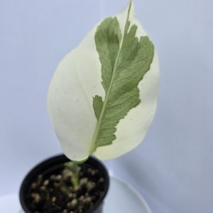 May include: A potted plant with a large, variegated leaf. The leaf is primarily white with green patches and veins. The plant is in a small black pot, set against a white background.