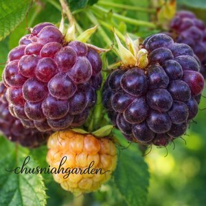 May include: Close-up of ripe blackberries and a golden raspberry cluster on a green leafy branch. The blackberries are a deep purple color, and the golden raspberry is a vibrant yellow-orange. The text "chusniahgarden" is written in cursive.