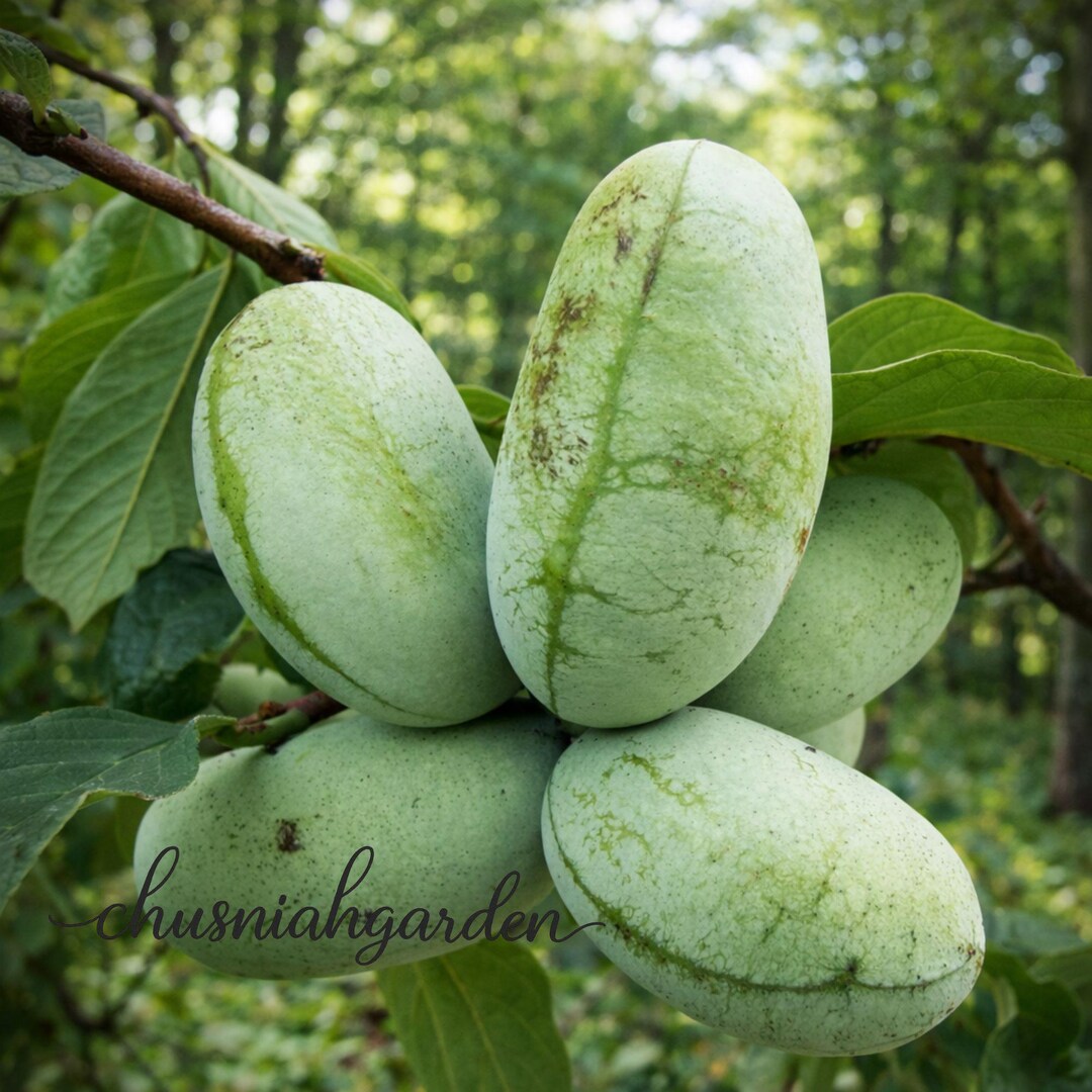 Pawpaw Tree Starter Plant 12–24 Inch | Asimina Triloba Bare Root - Etsy