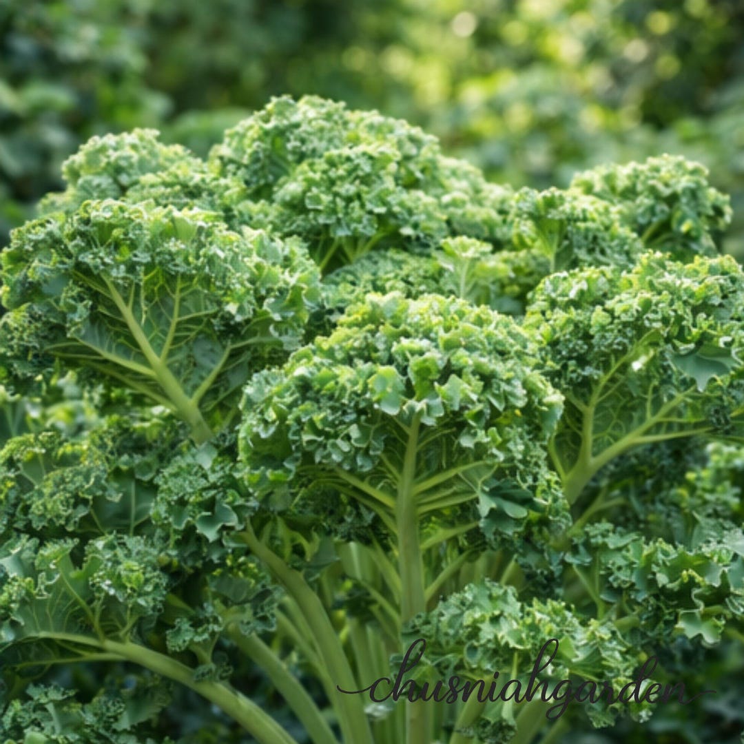 Vates Blue Scotch Curled Kale Seeds Heirloom Non-gmo | Dwarf Kale | 60 ...
