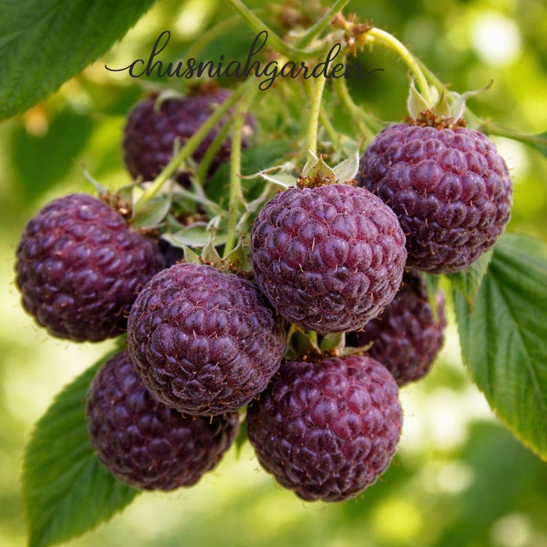 Glencoe Thornless Purple Raspberry Plant | Bare Root Starter Plug ...