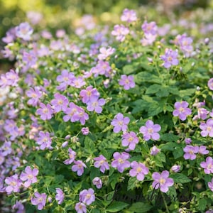 10 Wild Geranium Bare Roots | Geranium Maculatum Cranesbill | Native Perennial Wildflower | Shade Garden Plants