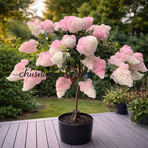 Puede incluir: Un hortensia en maceta con grandes flores en forma de cono en tonos rosa y blanco. El árbol está plantado en una maceta negra y se encuentra sobre una terraza de madera. El fondo presenta follaje verde.