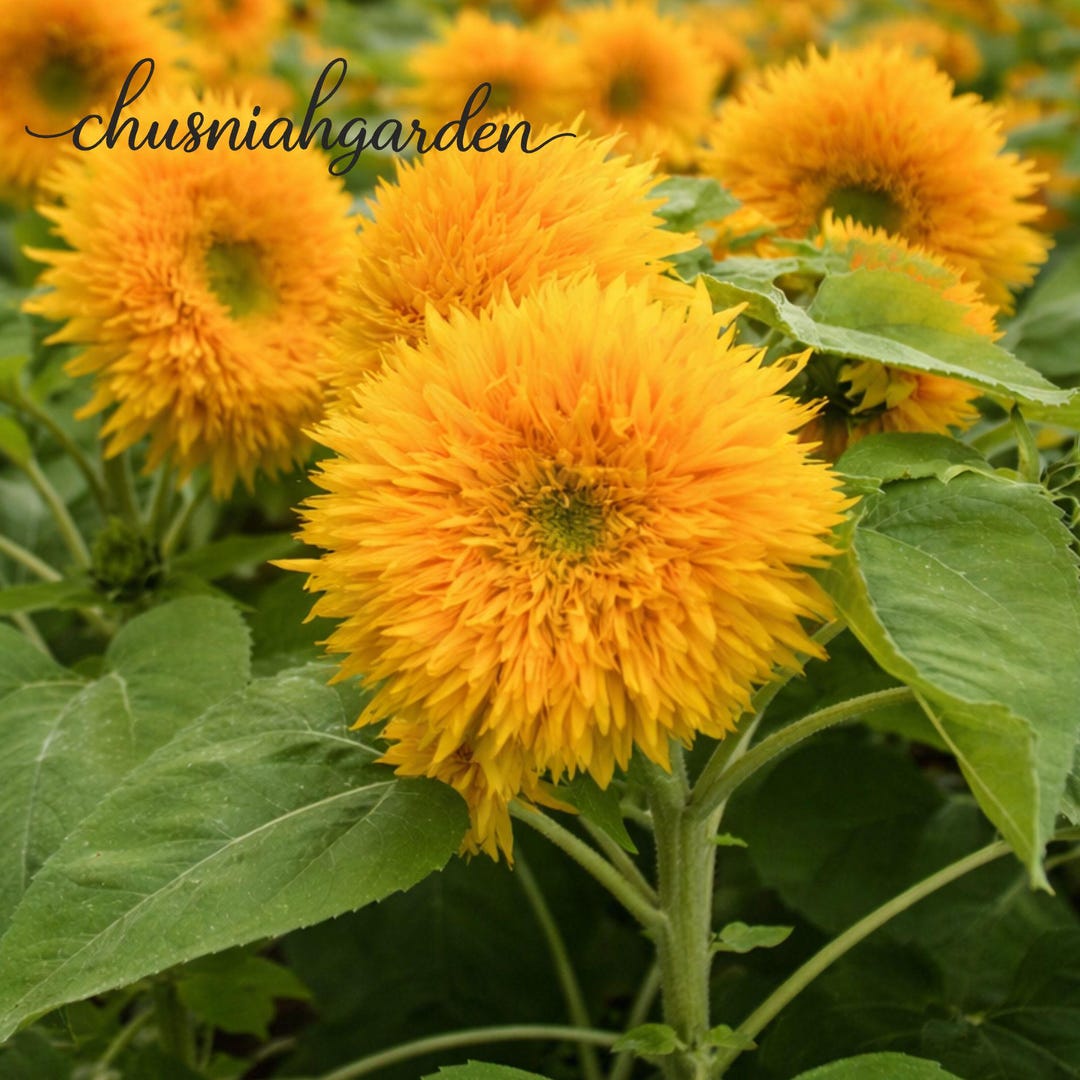 Teddy Bear Sunflower Seeds 80+ | Dwarf Sungold | Compact Sunflower ...