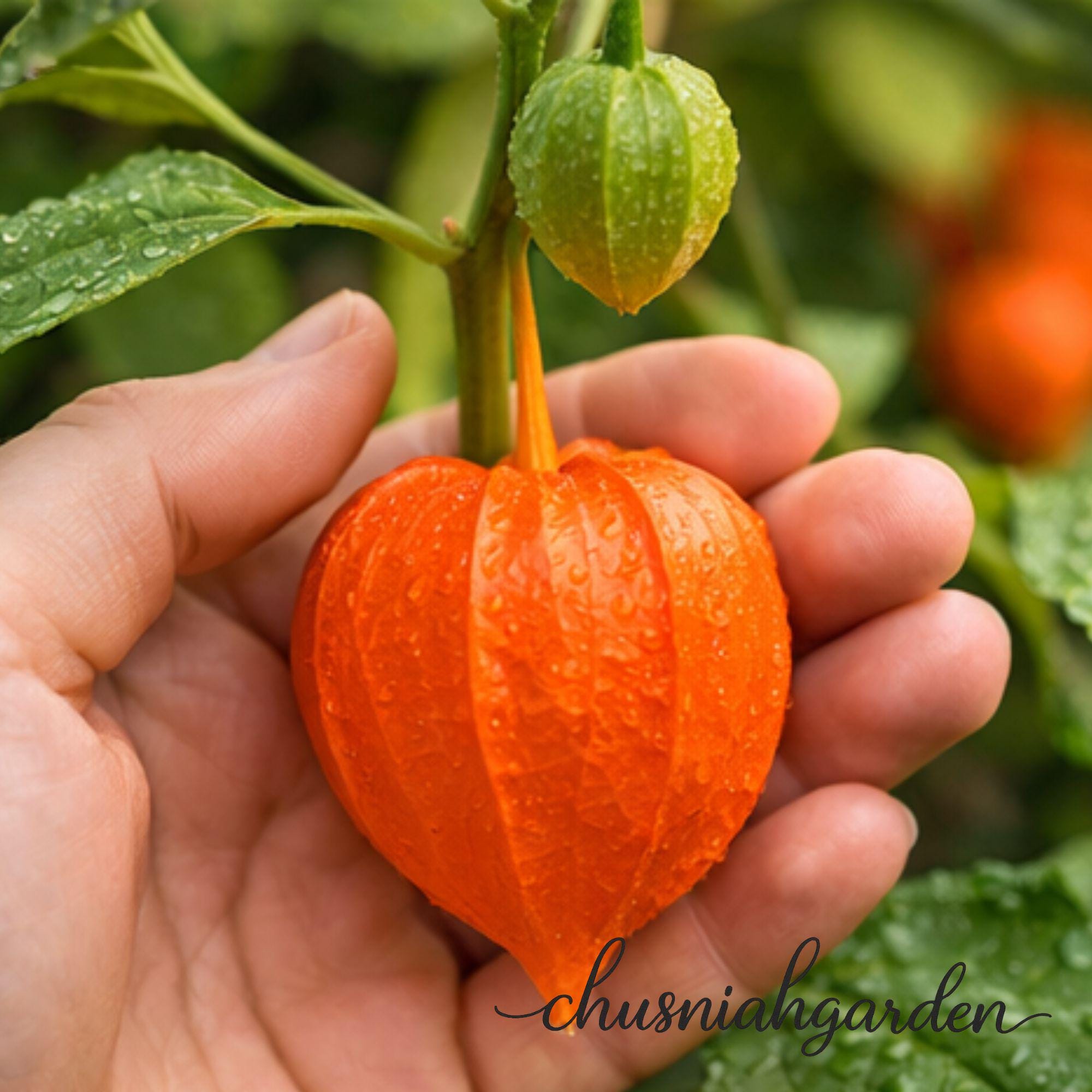 Chinese Gooseberry - Etsy