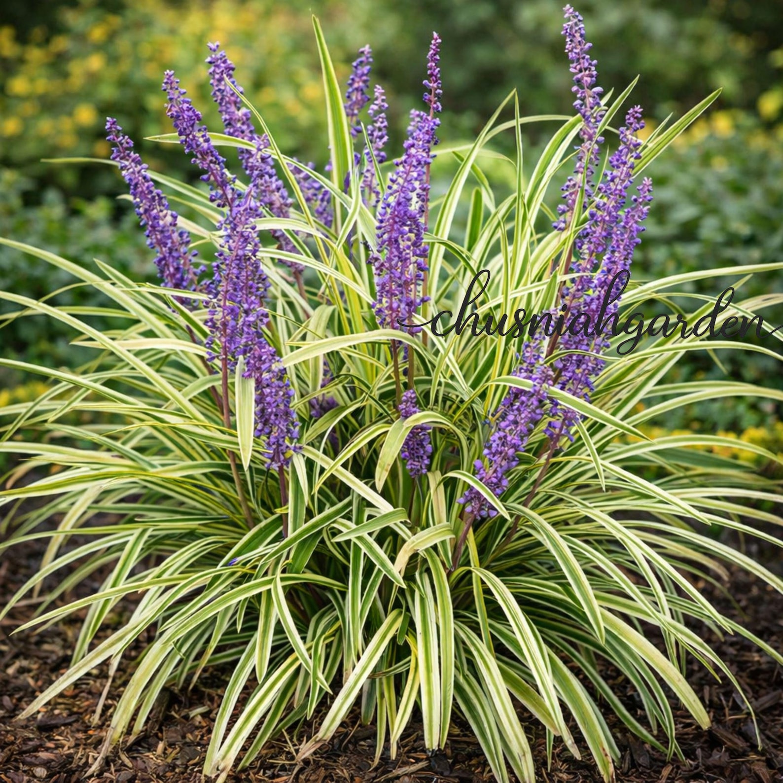 10 Variegated Monkey Grass Bare Roots | Liriope Muscari Variegata