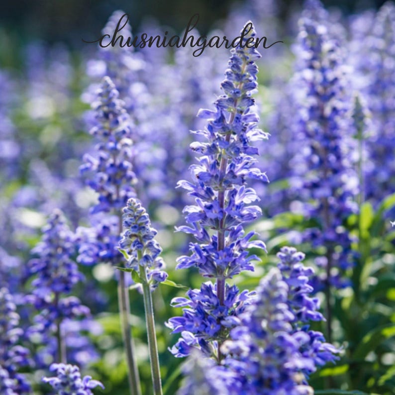 chusniahgarden Hyssop Seeds