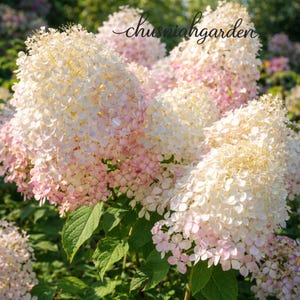 May include: Close-up of a cluster of hydrangea flowers. The blooms transition from white to soft pink, with a dense, textured appearance. Green leaves provide a contrasting backdrop. The text "chusniahgarden" is in the upper right corner.