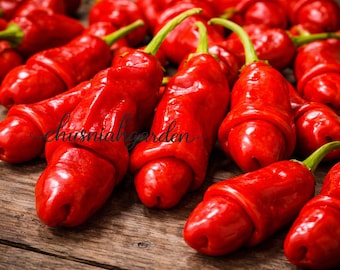 Peter Pepper Seeds 15 | Heirloom Hot Pepper | Unique Shape Chili Pepper | Capsicum Annuum Seeds