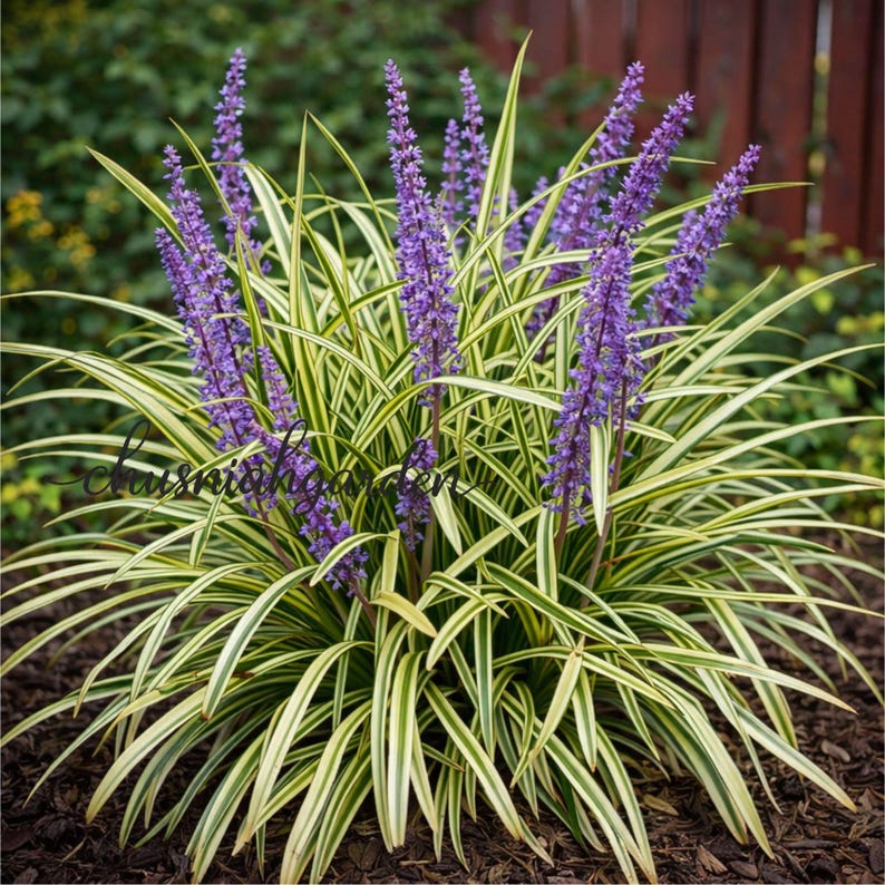 10-variegated-monkey-grass-bare-roots-liriope-muscari-variegata