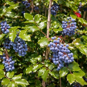 May include: Close-up of a plant with clusters of small, round, blue berries. The berries are surrounded by glossy, green leaves with serrated edges. The plant has brown stems and branches, creating a natural, organic aesthetic.