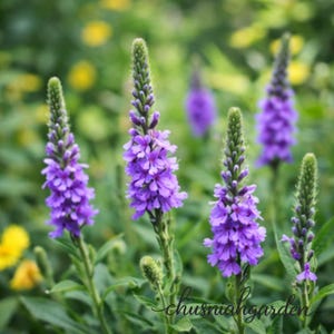May include: Close-up of several purple flowers with green stems and leaves. The flowers are in full bloom, with a dense cluster of small, vibrant purple petals. The background is a soft green, with hints of yellow.