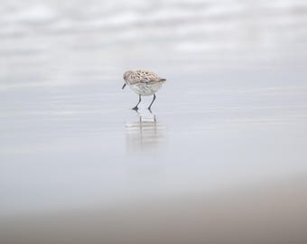 Impression de bécasseau | Photographie de plage de Caroline du Nord, art d'oiseaux du rivage