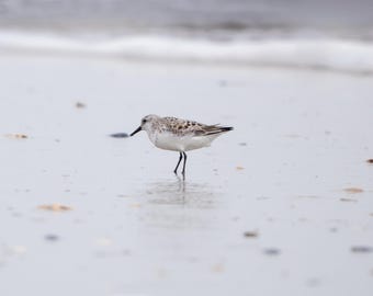 Sanderling on the Sand | Coastal Beach Photography Print