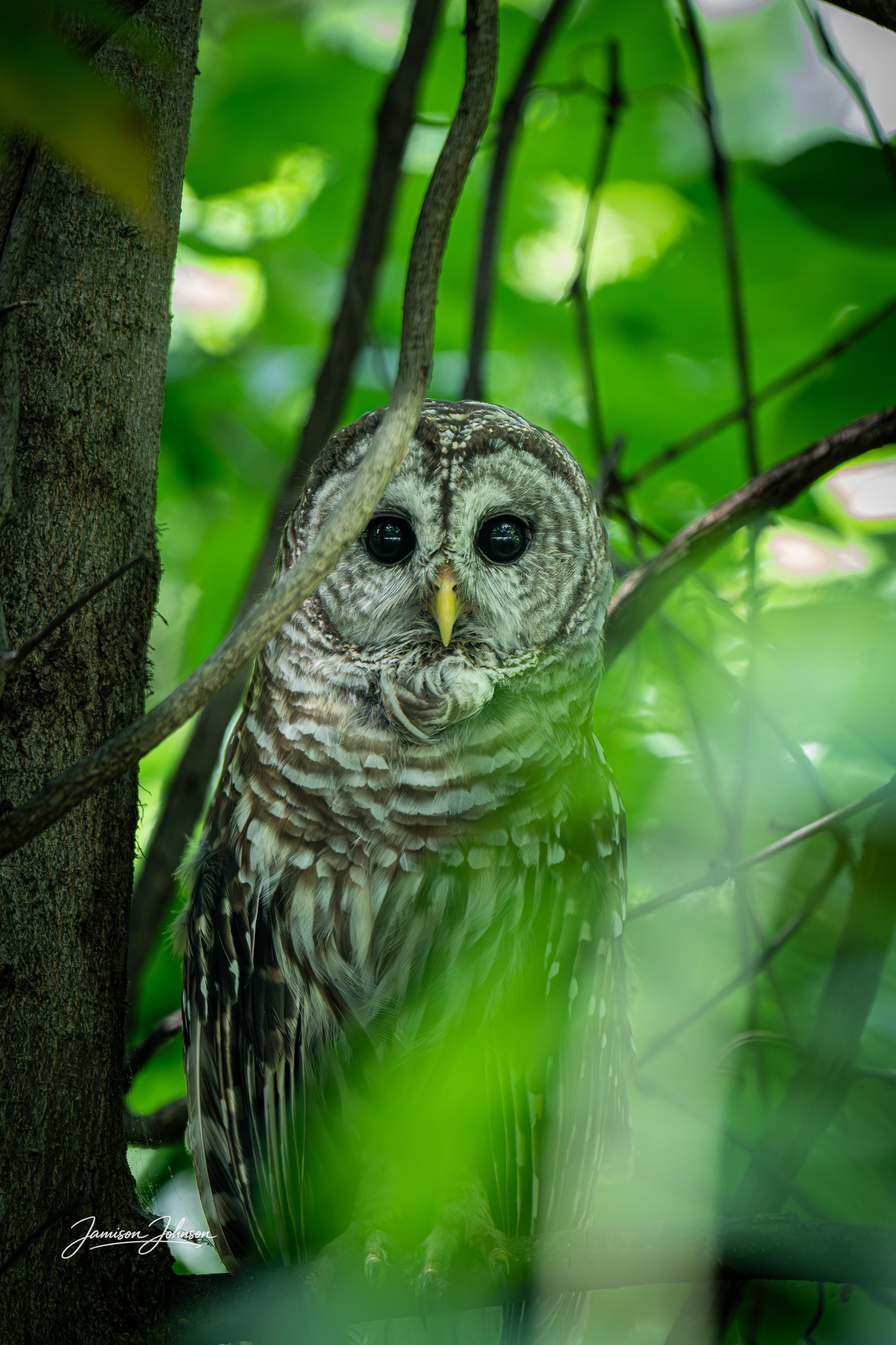Silent Watcher – Barred Owl Fine Art Print | Nature Photography
