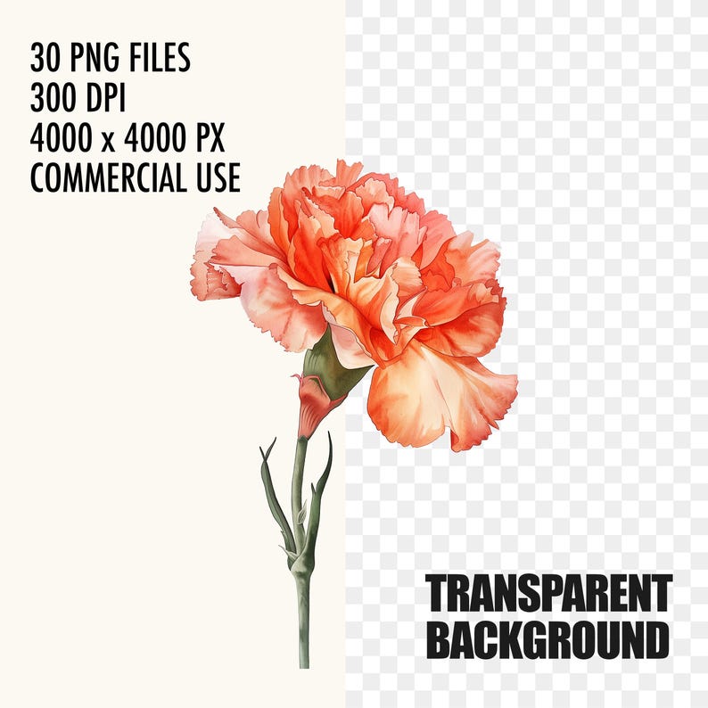 Coral Carnation PNG Clipart, Watercolor Floral Bundle, Mothers Day ...