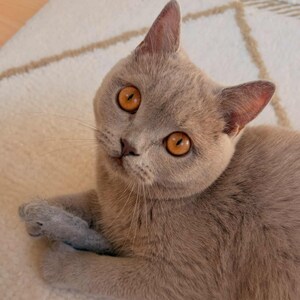 May include: A lilac British Shorthair cat with dense, short fur and large, round, copper-colored eyes. The cat is looking upward with a focused expression, displaying a small, dark nose and long, thin whiskers. One paw is visible, resting near its chest.