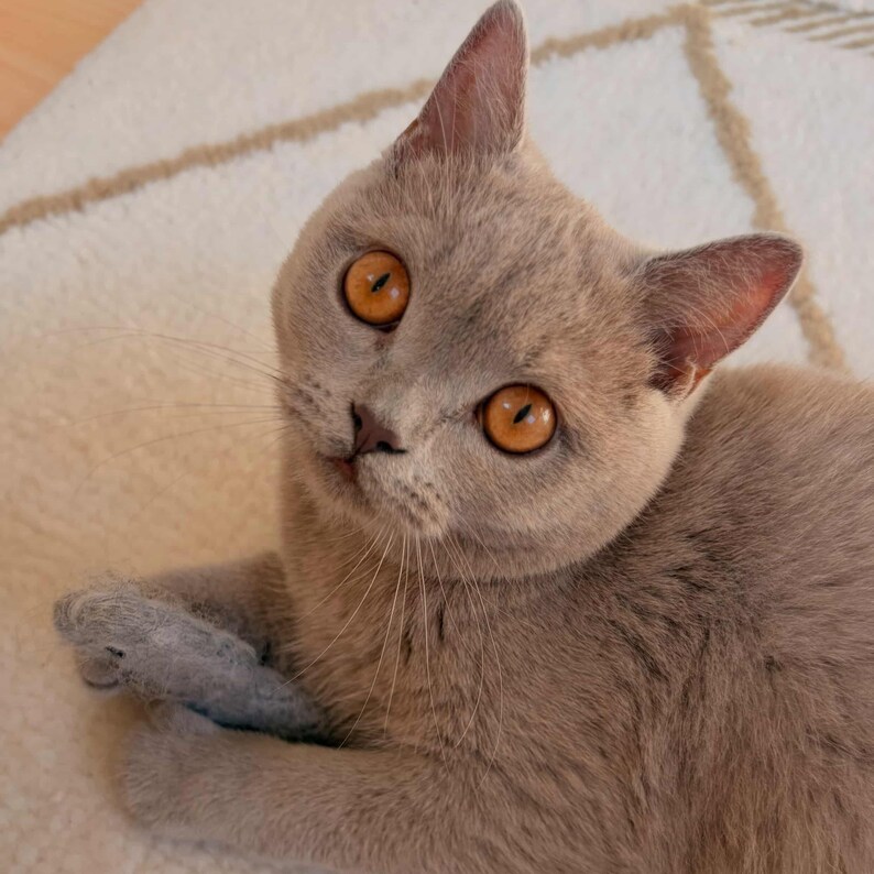 May include: A lilac British Shorthair cat with dense, short fur and large, round, copper-colored eyes. The cat is looking upward with a focused expression, displaying a small, dark nose and long, thin whiskers. One paw is visible, resting near its chest.