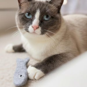 May include: A grey and white cat with bright blue eyes rests with its paw placed on a small, grey, felted fish toy. The cat features a white blaze on its face, a pink nose, and dark grey ears, while the fish toy has a simple stitched eye detail.