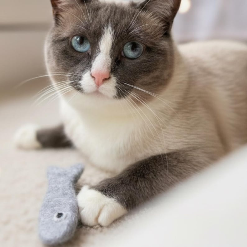 May include: A grey and white cat with bright blue eyes rests with its paw placed on a small, grey, felted fish toy. The cat features a white blaze on its face, a pink nose, and dark grey ears, while the fish toy has a simple stitched eye detail.