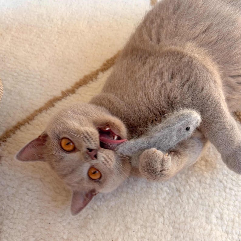 May include: A light brown cat with bright orange eyes lying down and playfully biting a small, grey, felted fish toy. The cat has short, dense fur and is captured in a dynamic pose with its mouth open, showing teeth and tongue while holding the toy.