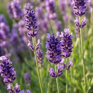 以下が含まれることがあります： 満開のラベンダー畑のクローズアップ。花は鮮やかな紫色で、茎と葉は緑色です。画像は明るく、背景にソフトフォーカスがあり、奥行き感があります。ラベンダーはアロマテラピーでよく使われるハーブです。