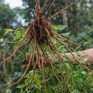 May include: A plant specimen featuring a complex, fibrous root system with light brown, woody taproots and lateral roots extending outward, connected to a cluster of green stems and small, oval-shaped green leaves at the base of the root structure.