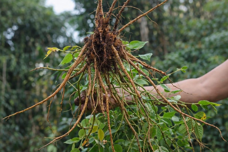 May include: A plant specimen featuring a complex, fibrous root system with light brown, woody taproots and lateral roots extending outward, connected to a cluster of green stems and small, oval-shaped green leaves at the base of the root structure.