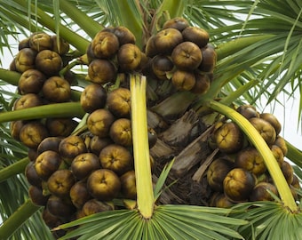 Organic Ice Apple Fruit | Nungu Palm Fruit Drink Mix, Summer Cooling Superfood