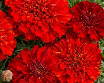 25 French Fireball Marigold Seeds, Red Orange Marigold Flower Seeds