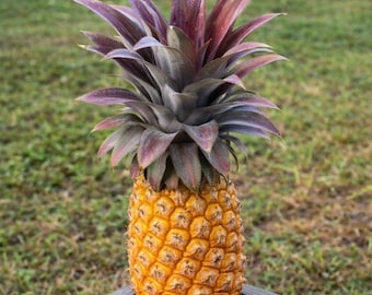 15 Antigua Black Pineapple Seeds, Rare Tropical Pineapple Seeds for Garden Growing