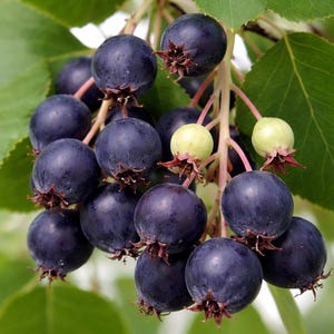 May include: Close-up of a cluster of ripe, dark purple berries with small, brown, star-shaped calyxes. Two unripe, pale green berries are also visible. The berries are on a branch with green leaves, suggesting a natural, organic theme.