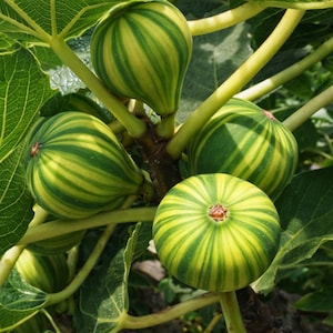 May include: Close-up of ripe figs on a branch. The figs have a green and yellow striped pattern. The leaves are green and the stems are a light brown color. The figs are round and oval-shaped.