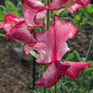 May include: Close-up of vibrant pink and white sweet pea flowers. The petals have a ruffled edge and a speckled pattern, with a deep pink hue along the edges. The flowers are in full bloom, showcasing their delicate beauty.
