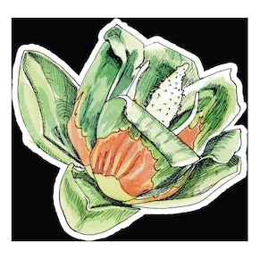 Tulip Poplar Watercolor Sticker