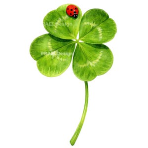 May include: Watercolor illustration of a four-leaf clover with a red ladybug. The clover is a vibrant green with detailed leaf textures. The ladybug has a red shell with black spots. The stem is green, and the background is white.