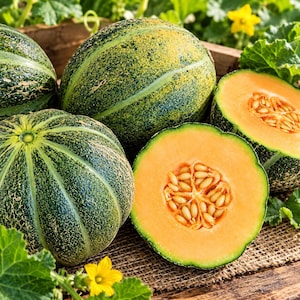 May include: Several whole and halved cantaloupe melons with dark green, textured rinds and light green stripes. The cut melons reveal a vibrant orange flesh with a central cavity filled with light-colored seeds, arranged on a textured surface.