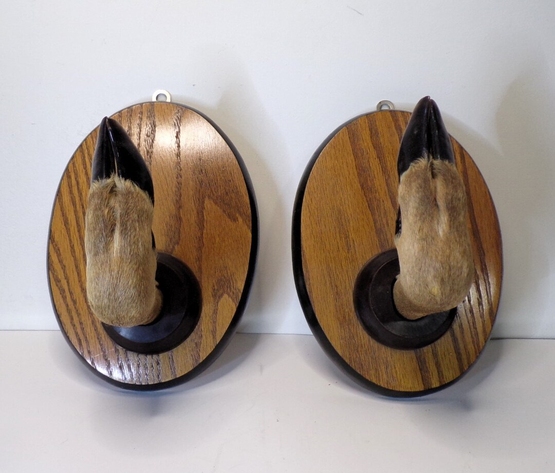 Deer Hoof Gun Rifle Rack. Taxidermy. Pair of Authentic Hoof Etsy
