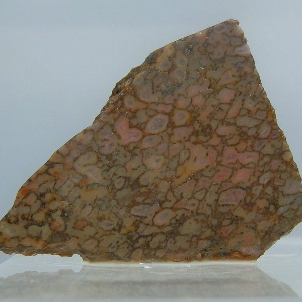 Dinosaur Bone Fossil Lapidary Rough Specimen 37.93 gram Utah Nice quality Lapidary, Collectible or Jewelry Material DanPickedMinerals