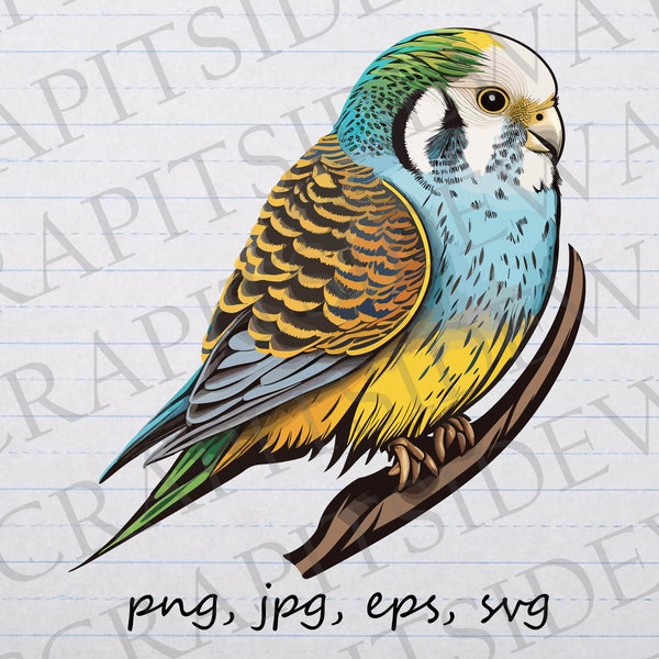 Cute Budgie clipart vector graphic svg png jpg eps bird